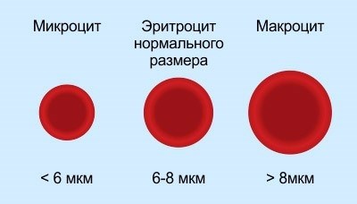 Размер эритроцитов.